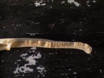 Media type: image;   Herpetology R-137300